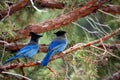 Blue birds Royalty Free Stock Photo