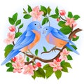 Blue birds thrush birds on a apple tree branch with flowers spring background vintage watercolor vector illustration Royalty Free Stock Photo