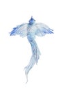 Blue birld flying watercolor painted illustration isolated on white Royalty Free Stock Photo