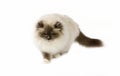 BLUE BIRMANESE CAT AGAINST WHITE BACKGROUND Royalty Free Stock Photo