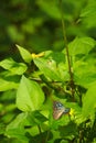 Blue and black Asian butterfly on a jungle forest, yellow wild flower. Royalty Free Stock Photo