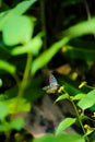 Blue and black Asian butterfly on a jungle forest, yellow wild flower. Royalty Free Stock Photo