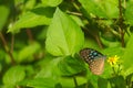 Blue and black Asian butterfly on a jungle forest, yellow wild flower. Royalty Free Stock Photo