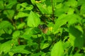 Blue and black Asian butterfly on a jungle forest, yellow wild flower. Royalty Free Stock Photo