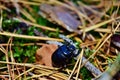 Blue-black beetle anoplotrupes stercorosus Royalty Free Stock Photo