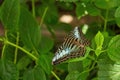 Blue, black and brown butterfly on a leafy branch. Royalty Free Stock Photo