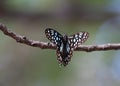 Blue and Black Butterflies