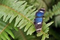 Blue and black butterfly on a fern leaf Royalty Free Stock Photo