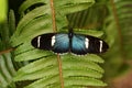 Blue and black butterfly on a fern leaf Royalty Free Stock Photo