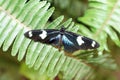 Blue and black butterfly on a fern leaf Royalty Free Stock Photo