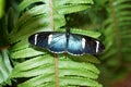 Blue and black butterfly on a fern leaf Royalty Free Stock Photo