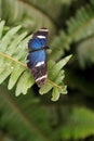 Blue and black butterfly on a fern leaf Royalty Free Stock Photo