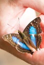 Blue and black butterfly on hand