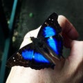 Blue and black butterfly on hand