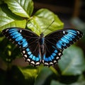 Blue and black butterfly perched on leaf, created using generative ai technology Royalty Free Stock Photo