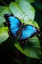 Blue and black butterfly perched on leaf, created using generative ai technology Royalty Free Stock Photo