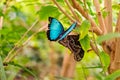 Blue-black butterfly sits on a second butterfly, which has closed its wings. Background brown tree with green leaves. Royalty Free Stock Photo