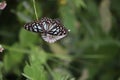 blue and black butterfly sitting on a flower Royalty Free Stock Photo