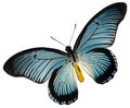 Blue black butterfly Royalty Free Stock Photo