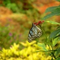 Blue and black color beautiful butterfly blur background