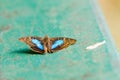 Blue and black Doxocopa laurentian butterfly