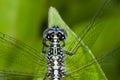 A blue and black dragonfly