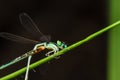 A blue and black dragonfly Royalty Free Stock Photo
