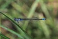 Blue and black dragonfly Royalty Free Stock Photo
