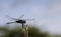 Blue-black Dragonfly Royalty Free Stock Photo