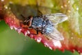A blue and black fly is sitting on a leaf Royalty Free Stock Photo
