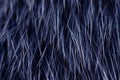 Blue black fur macro villus texture detail nature Royalty Free Stock Photo