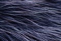 Blue black fur macro villus texture detail nature Royalty Free Stock Photo