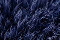 Blue black fur macro villus texture detail nature Royalty Free Stock Photo