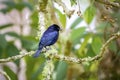 Blue-black grassquit, Caraca natural park, Minas Gerais, Brazil