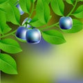 Blue-black, juicy, sweet blueberry on a branch for your design.
