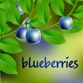 Blue-black, juicy, sweet blueberry on a branch for your design. Vector