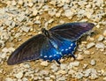 Blue Black Pipevine Swallowtail Butterfly Seattle Washington