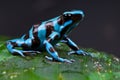 Blue and black poison dart frog