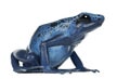 Blue and Black Poison Dart Frog Royalty Free Stock Photo