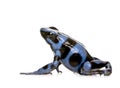 Blue and Black Poison Dart Frog - Dendrobates aura Royalty Free Stock Photo