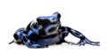 Blue and Black Poison Dart Frog - Dendrobates aura Royalty Free Stock Photo