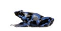 Blue and Black Poison Dart Frog - Dendrobates aura Royalty Free Stock Photo