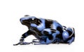 Blue and Black Poison Dart Frog - Dendrobates aura Royalty Free Stock Photo