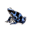 Blue and Black Poison Dart Frog - Dendrobates aura Royalty Free Stock Photo