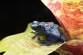 Blue and black poison dart frog Dendrobates azureus Royalty Free Stock Photo