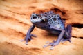 Blue and black poison dart frog Royalty Free Stock Photo