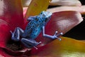 Blue and black poison dart frog Dendrobates azureus