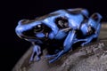 Blue and black poison frog (Dendrobates auratus)