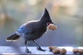 Perched Stellar`s Jay grasping a peanut in its beak Royalty Free Stock Photo