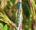 Blue black striped damselfly sitting on a leaf